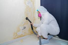 Best Mold Odor Removal Services  in Rio Dell, CA